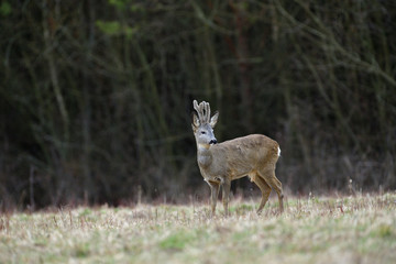 Roe deer with growing antlers in spring looks at horizon on meadow