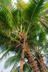 Obraz na płótnie Canvas Coconut Palm Tree