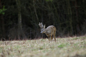 Roe deer with growing antlers in spring looks at horizon on meadow