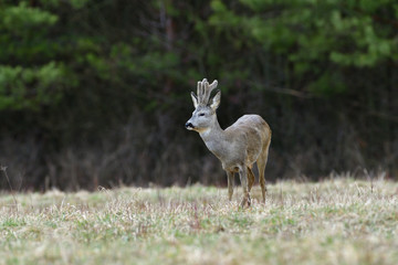 Naklejka na ściany i meble Roe deer with growing antlers walking on the meadow in spring