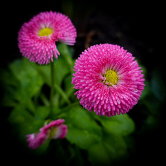 Obraz premium Blumen