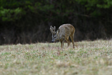 Portrait of a roe deer with growing antlers close up on a meadow
