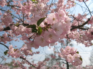 Blüte japanische Kirche und Himmel