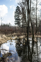 Beautiful lake. Trees are reflected in the water. Lake in a beautiful forest. Background.