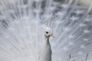 White peacock displaying its train 