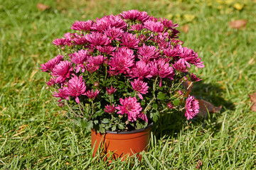 Fototapeta na wymiar a flowerpot of chrysanthemums in the grass,purple chrysanthemum flowers, morning flowers with dew in the garden in the grass