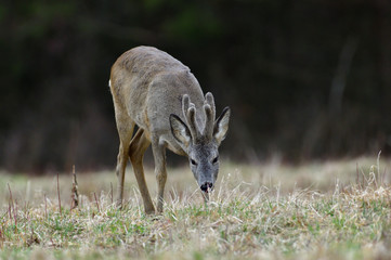 Roe deer with growing antlers with fresh grass in mouth on meadow