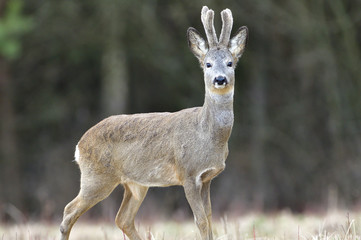 Roe deer with growing antlers in spring looks at horizon on meadow