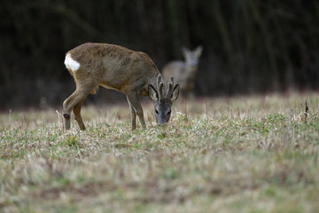 Roe deer with growing antlers comes out to the pasture at the edge of the forest