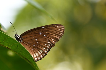 Life and Nature in Mekong Delta