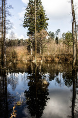 Beautiful lake. Trees are reflected in the water. Lake in a beautiful forest. Background.