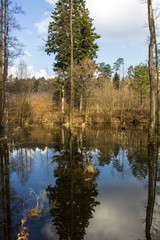 Beautiful lake. Trees are reflected in the water. Lake in a beautiful forest. Background.
