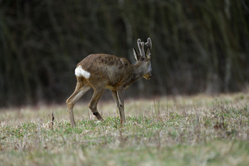 Naklejka na ściany i meble Roe deer with growing antlers walking on the meadow in spring