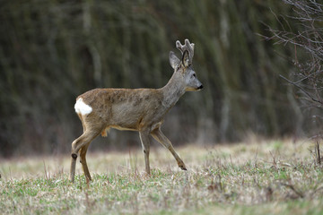 Portrait of a roe deer with growing antlers close up on a meadow