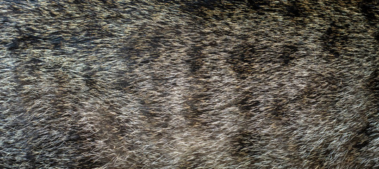 Gray fur and cat background and texture