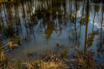 Beautiful lake. Trees are reflected in the water. Lake in a beautiful forest. The figure of a guy...