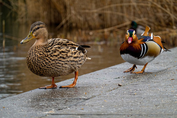 Stockente
