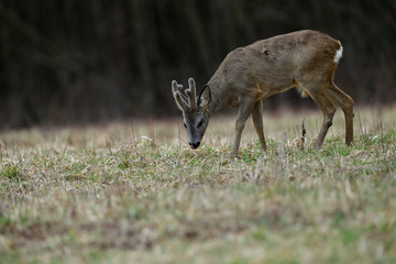 Roe deer with growing antlers with fresh grass in mouth on meadow