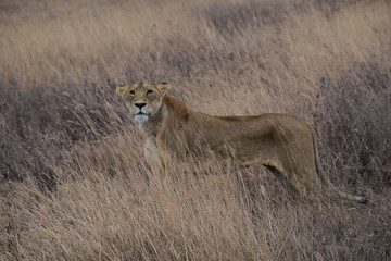 lion