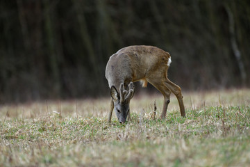 Roe deer with growing antlers comes out to the pasture at the edge of the forest