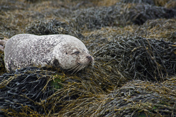 MBI001709-Common-seal-dozing