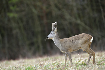Roe deer with growing antlers with fresh grass in mouth on meadow