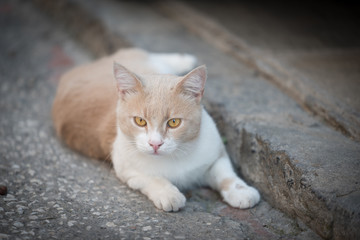 Stray cat laying on the street