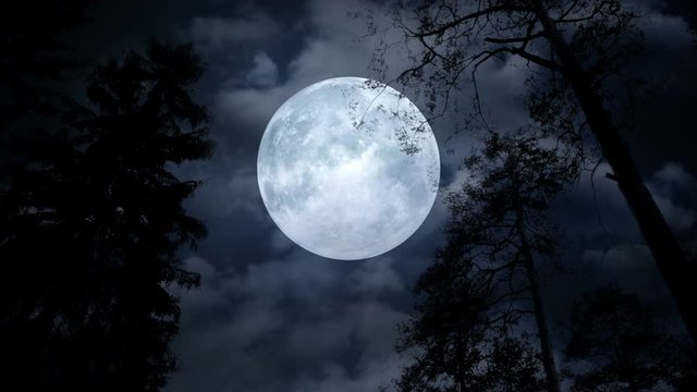 Centered full moon behind tree branches on cloudy night. Overhead giant moon shining on silhouettes of trees during a walk.