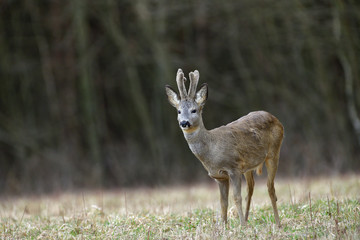 Roe deer with growing antlers with fresh grass in mouth on meadow