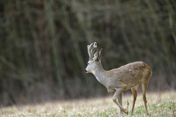 Roe deer with growing antlers walking  on the meadow in spring