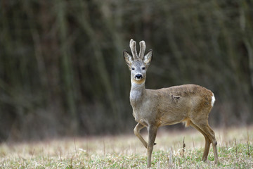 Portrait of a roe deer with growing antlers close up on a meadow
