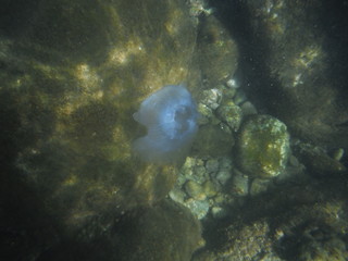 Snorkeling in Cham Islands Vietnam