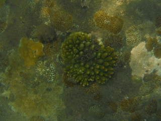 Snorkeling in Cham Islands Vietnam