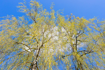 Blooming birch tree in spring against the background of the blue sky and white cloud. The wakening of spring.