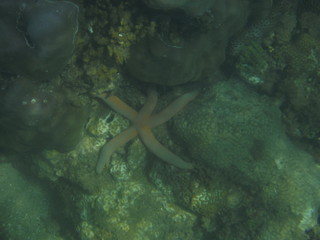 Snorkeling in Cham Islands Vietnam
