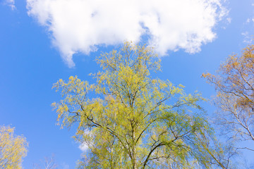 Blooming birch tree in spring against the background of the blue sky and white cloud. The wakening of spring.