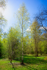 Young birch tree in the morning sun. Green grass and blue sky. The wakening of spring.