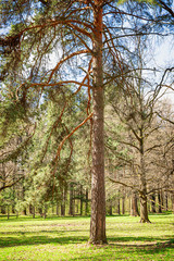 Old tall pine tree in the forest on a sunny spring day. The vertical floral décor or background for your project.