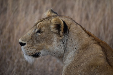 lion