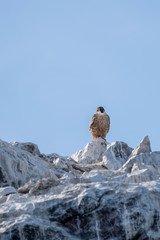 A Peregrine Falcon (Falco peregrinus) perches on a white washed cliff on Isla Rasa in Baja California.