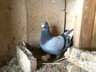 Pigeon sitting on eggs