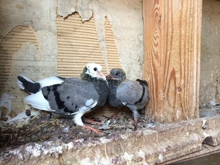 two pigeons on the roof