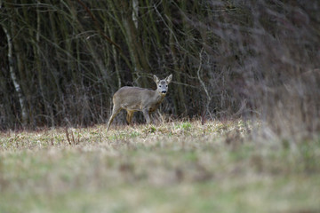 Roe deer with growing antlers in spring looks at horizon on meadow