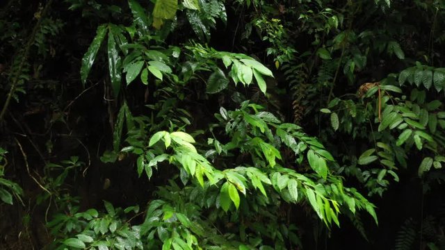 Slowly circeling around dark and light green leaves in a tropical forest that are moving up and down in the wind
