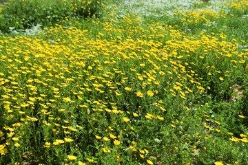 Beautiful, yellow, flowers, nature, background