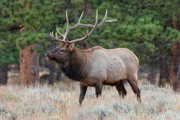 "Fedding Bull Elk"
