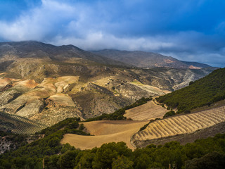 Fototapeta na wymiar Dramatic landscape with endless olive gardens near Granada in Spain