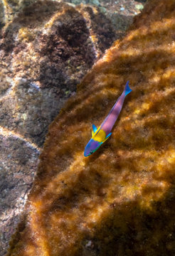A Cortez rainbow wrasse (Thalassoma lucasanum) on a reef in the Gulf of California (Sea of Cortez).