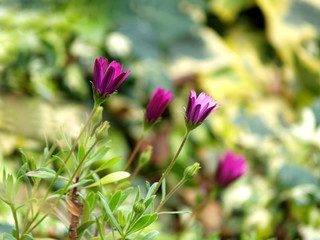 pink daisies on greenery of garden
