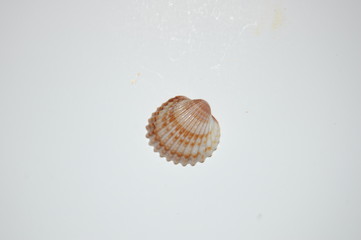smooth clam on white background